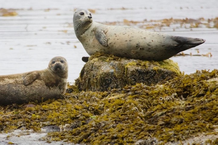 Two seals resting on seaweed-covered rocks by the water.