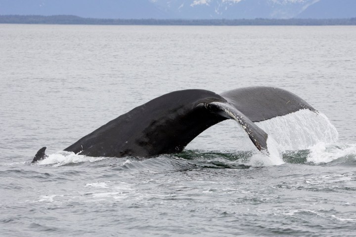 Whale tail emerging from the water with mountains in the background.