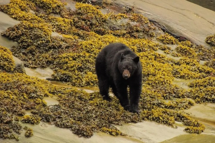 Black bear walking on a moss-covered rocky terrain.
