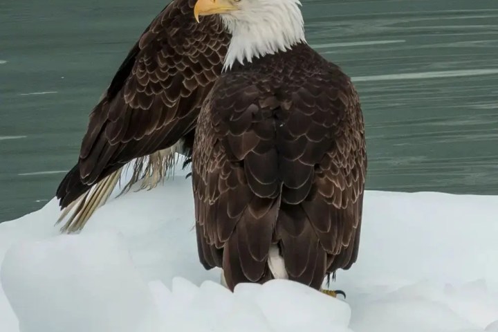Two bald eagles perched on ice by the water.