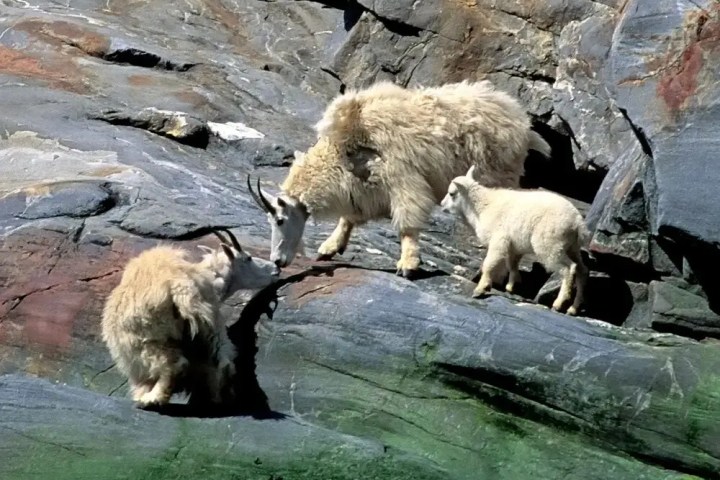 Three mountain goats on rocky terrain, one adult and two young.