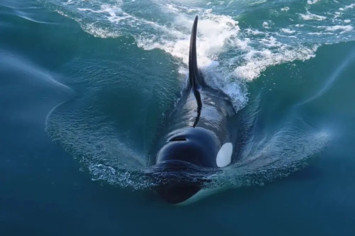 Orca swimming just below the water's surface with dorsal fin and splash visible.